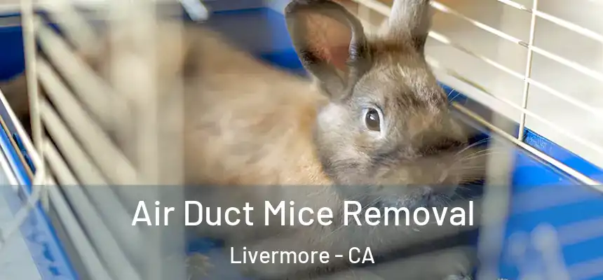 Air Duct Mice Removal Livermore - CA